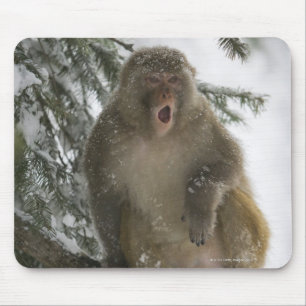 Rhesus Macaque monkey (Macaca mulatta) sitting Mouse Mat