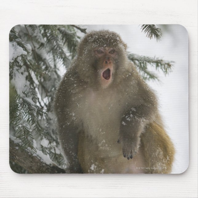 Rhesus Macaque monkey (Macaca mulatta) sitting Mouse Mat (Front)