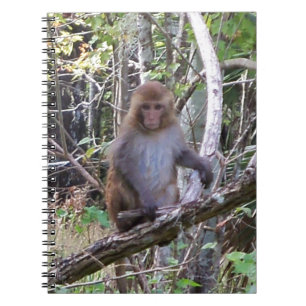 rhesus macaque monkey notebook