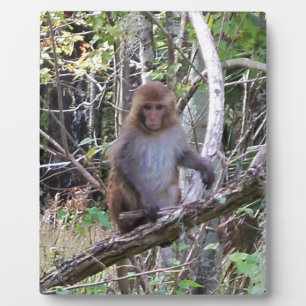 rhesus macaque monkey plaque