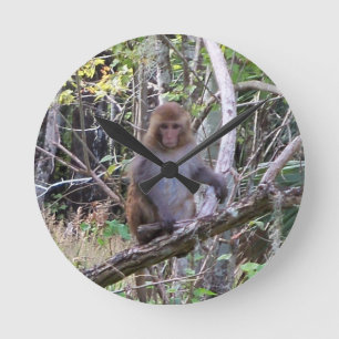 rhesus macaque monkey round clock