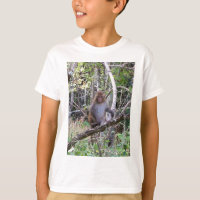 rhesus macaque monkey
