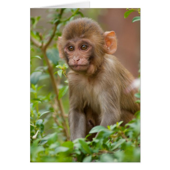 Rhesus Monkey Baby, Monkey Temple, Jaipur (Front)