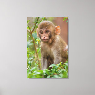 Rhesus Monkey Baby, Monkey Temple, Jaipur Canvas Print