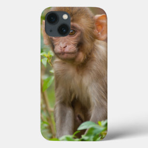 Rhesus Monkey Baby, Monkey Temple, Jaipur iPhone 13 Case