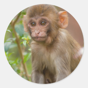 Rhesus Monkey Baby, Monkey Temple, Jaipur Classic Round Sticker