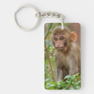 Rhesus Monkey Baby, Monkey Temple, Jaipur Key Ring