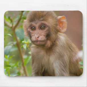 Rhesus Monkey Baby, Monkey Temple, Jaipur Mouse Mat