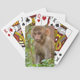 Rhesus Monkey Baby, Monkey Temple, Jaipur Playing Cards