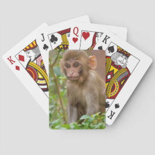 Rhesus Monkey Baby, Monkey Temple, Jaipur Playing Cards