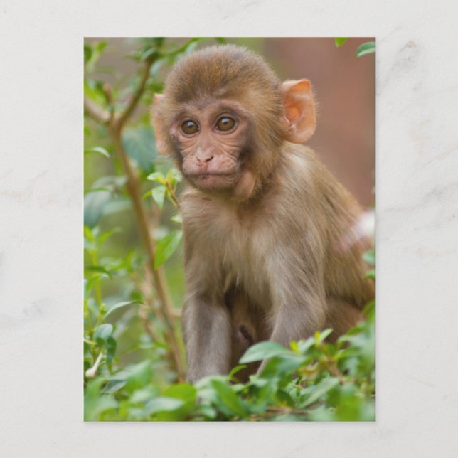 Rhesus Monkey Baby, Monkey Temple, Jaipur Postcard (Front)