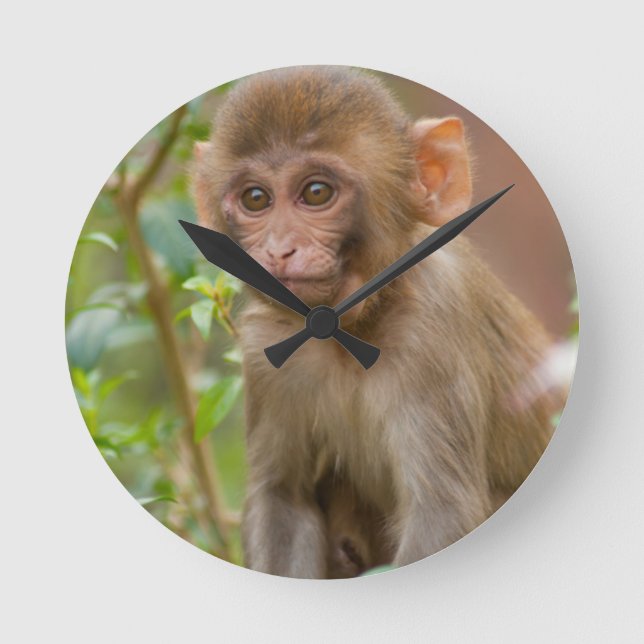 Rhesus Monkey Baby, Monkey Temple, Jaipur Round Clock (Front)