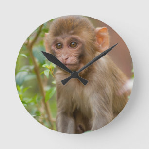 Rhesus Monkey Baby, Monkey Temple, Jaipur Round Clock