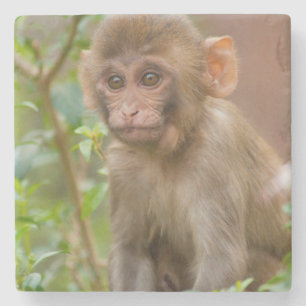 Rhesus Monkey Baby, Monkey Temple, Jaipur Stone Coaster