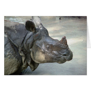 Rhino