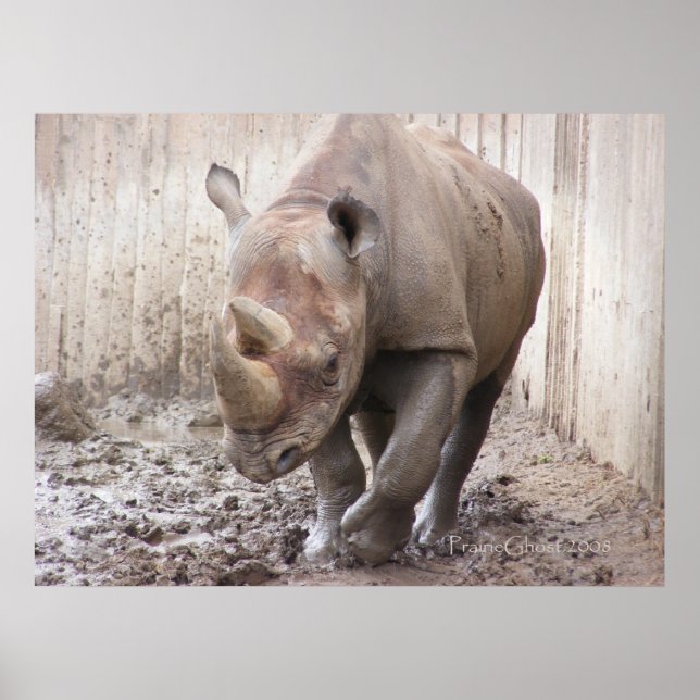 Rhino 1 Poster (Front)