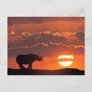 Rhino at sunset, Masai Mara, Kenya Postcard