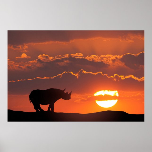 Rhino at sunset, Masai Mara, Kenya Poster (Front)
