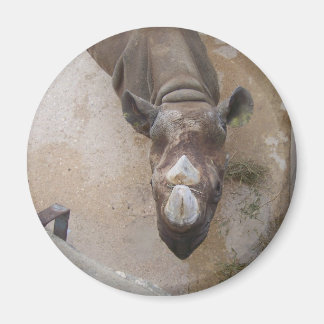 Rhino at the San Antonio Zoo Magnet