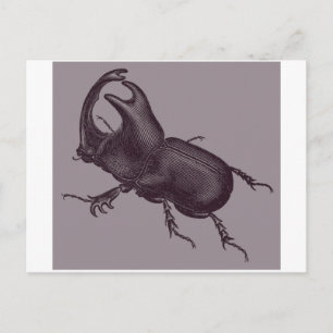 Rhino Beetle, Scarabeus Chorinaeus Postcard