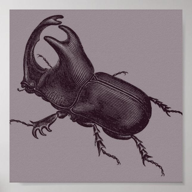 Rhino Beetle, Scarabeus Chorinaeus Poster (Front)