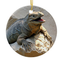 Rhino Iguana