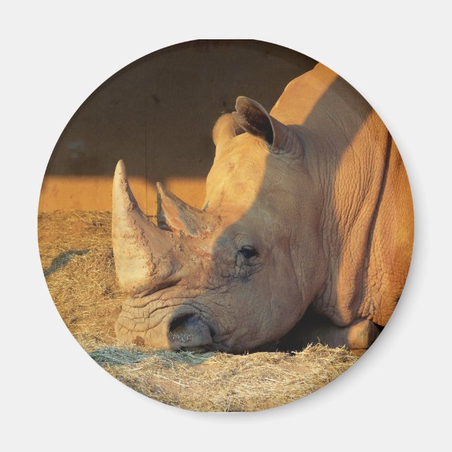 Rhino in Sunset Magnet (Front)