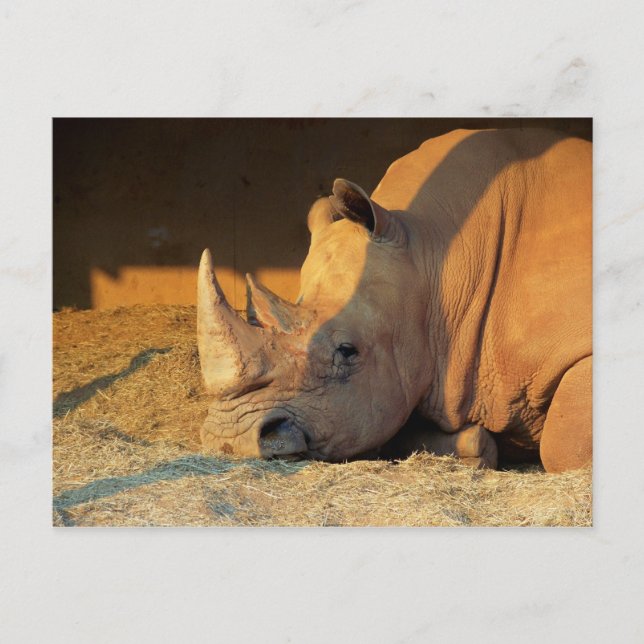 Rhino in Sunset Postcard (Front)