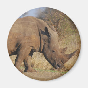 Rhino Magnet