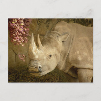 Rhino Postcard
