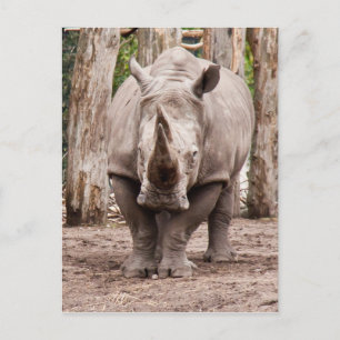 Rhino Postcard