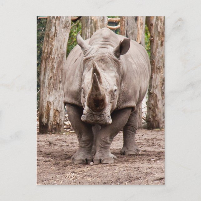 Rhino Postcard (Front)