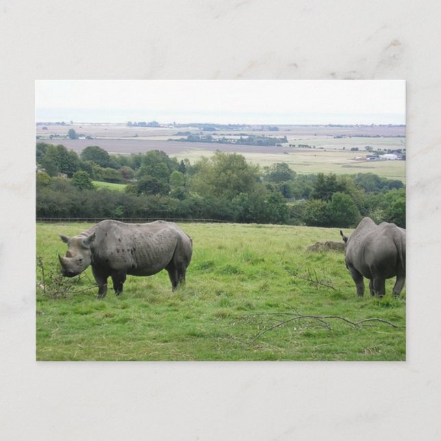 rhino postcard (Front)