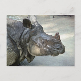 Rhino Postcard