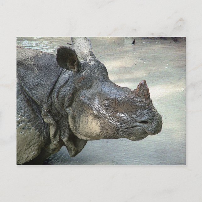 Rhino Postcard (Front)