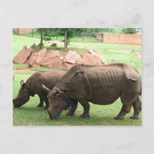 Rhino Postcard
