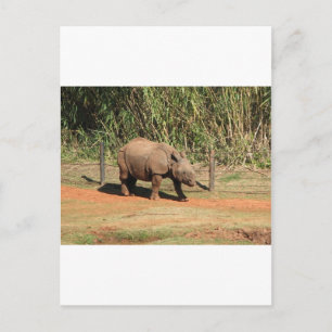 Rhino Postcard