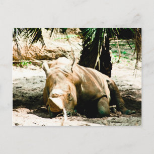 Rhino Postcard