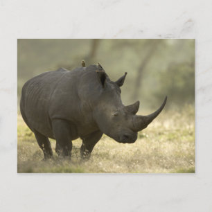 Rhino Postcard