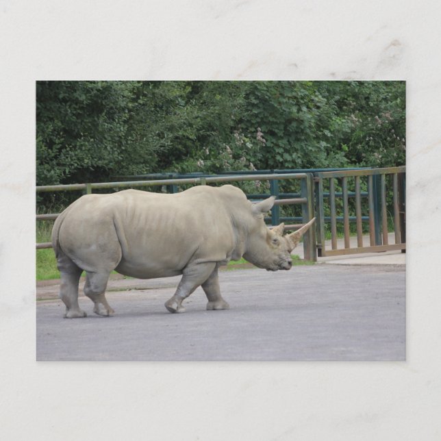 Rhino Postcard (Front)