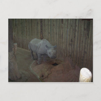 Rhino Postcard