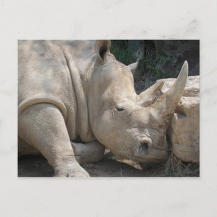 Rhino postcard