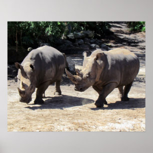Rhino Poster