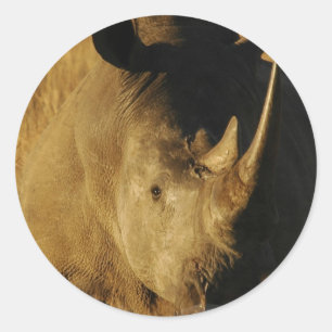 Rhino Sticker