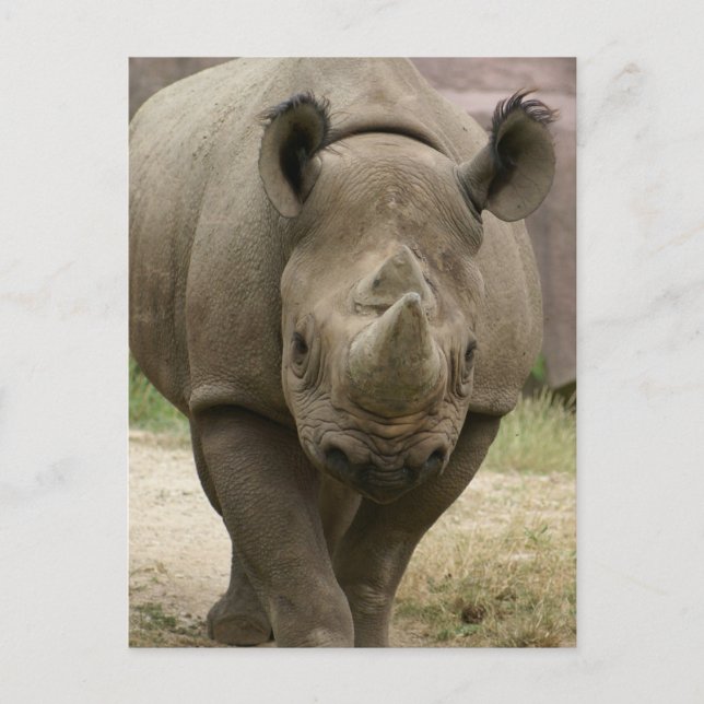 rhino walking postcard (Front)