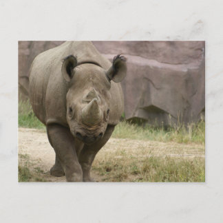 rhino walking postcard