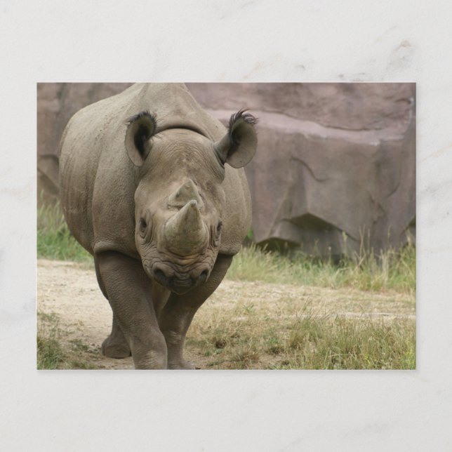 rhino walking postcard (Front)