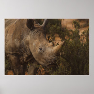 RHINO WILD ANIMALS POSTER