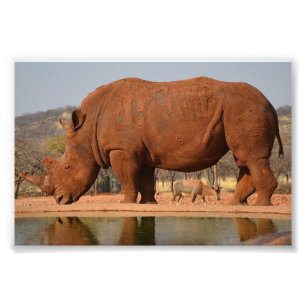 Rhino with mud on skin photo print