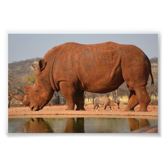 Rhino with mud on skin photo print (Front)